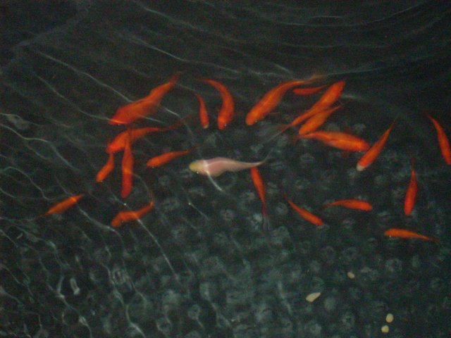 DSCN0730.JPG