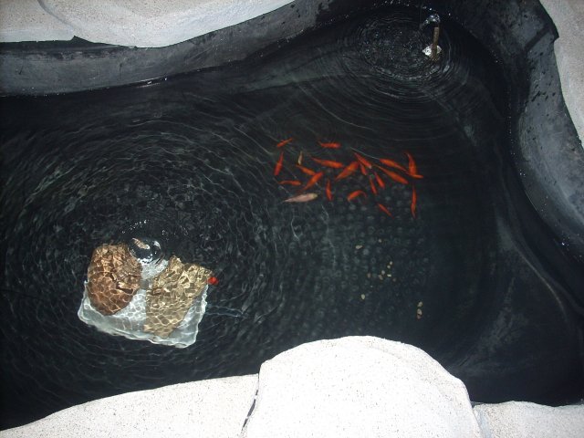 DSCN0731.JPG
