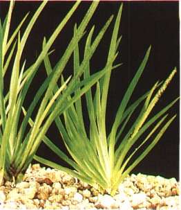 acorus_gramineus.jpg