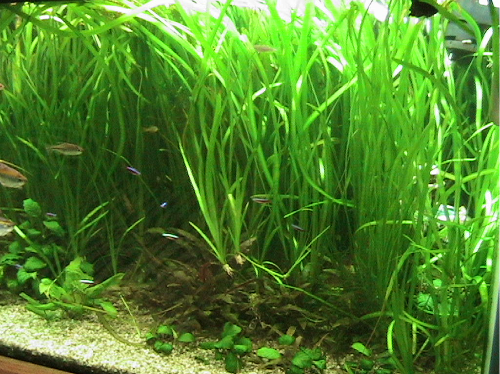 Big Tank1.png Big Tank1.png
