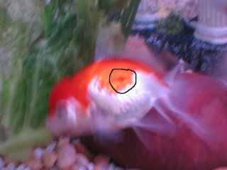 gfish.jpg
