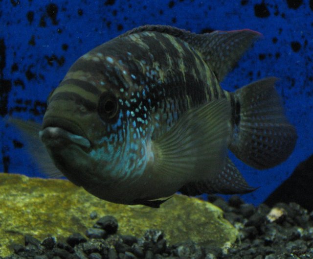 Fish 042.jpg