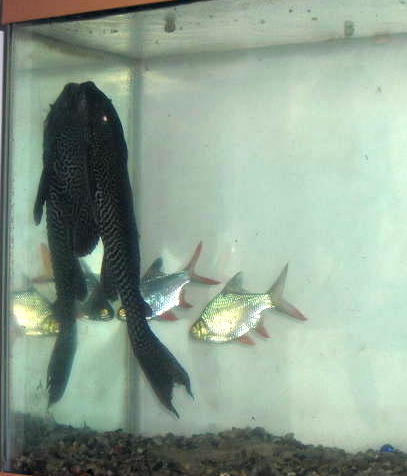 big-un 2.JPG