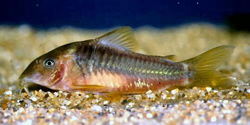 c_melanotaenia3.jpg