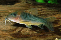 c_melanotaenia2.jpg