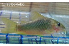 melanotaenia1.jpg