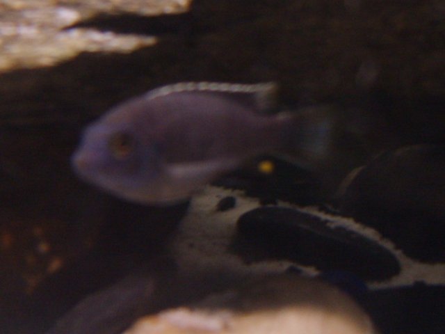 fish pics 2 001.jpg
