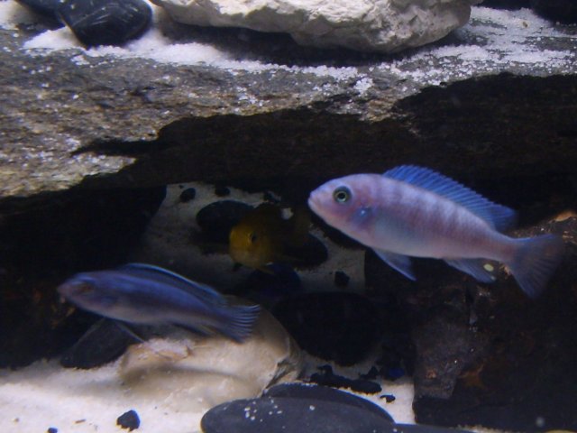 fish pics 2 002.jpg