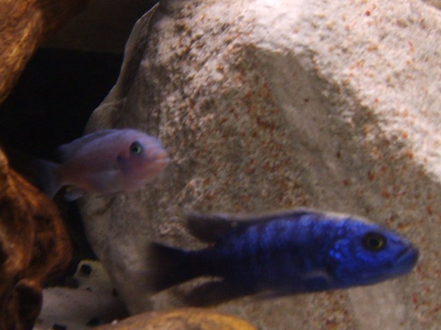 fish pics 2 003.jpg