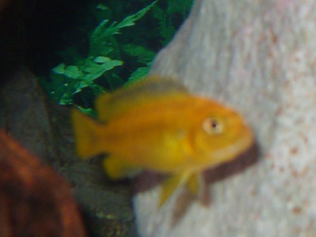 fish pics 2 004.jpg