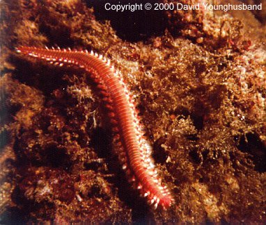 fireworm.jpg