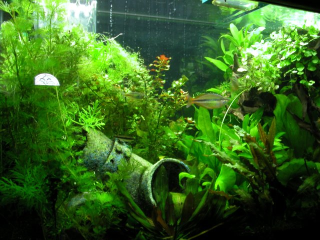 Aquarium 001.jpg