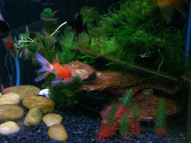 100_0176.jpg 100_0176.jpg