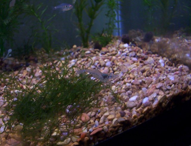 20g 115.jpg