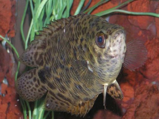 Leopard fish 027.JPG