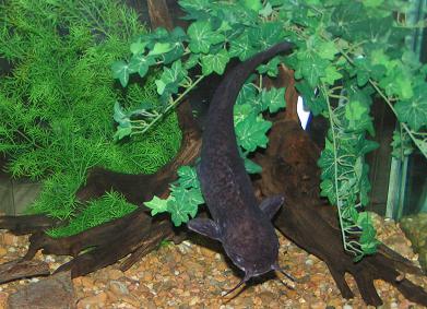 30 Gallon Stand 044.JPG