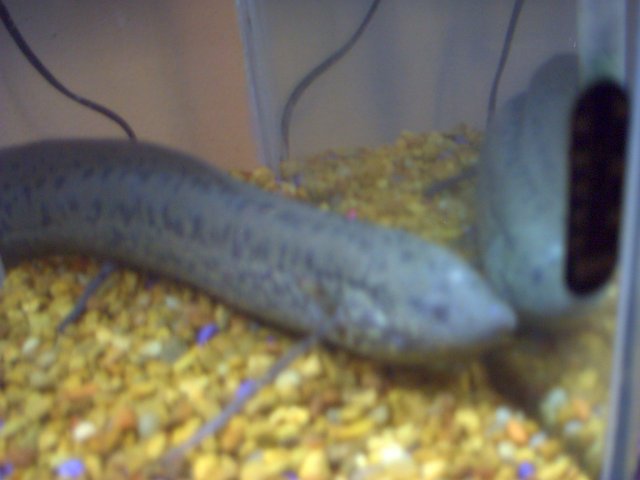 IMAGE012.JPG