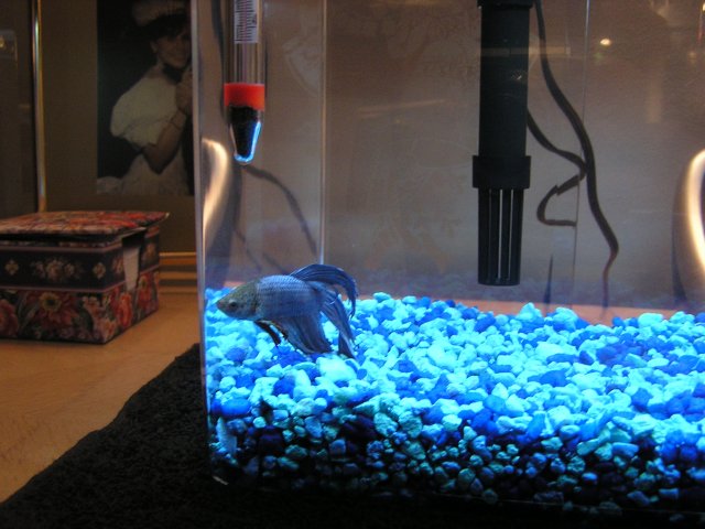 Aquarium pictures 002.jpg