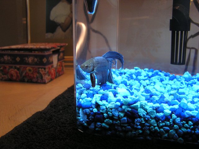 Aquarium pictures 004.jpg