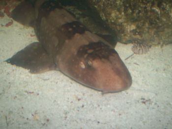 Catshark 2.jpg