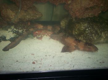 Catshark 3.jpg