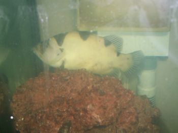 Grouper 1.jpg