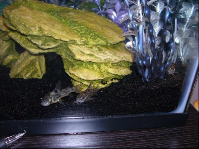 cory02.jpg