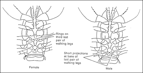 yabby002.gif