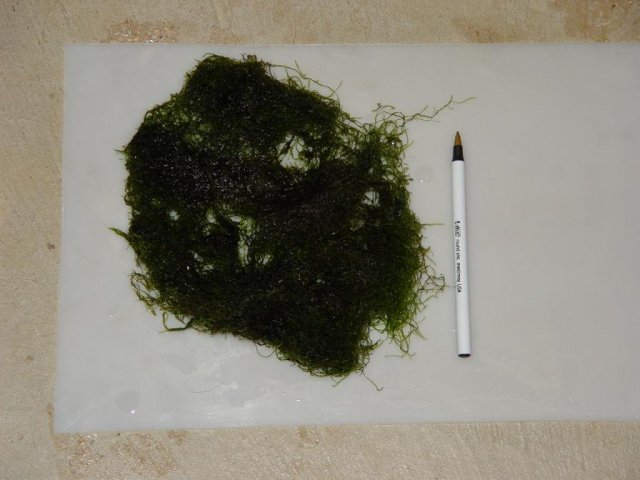 java moss ab.jpg java moss ab.jpg