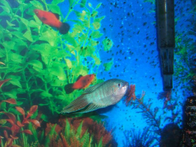 puffy0003.JPG