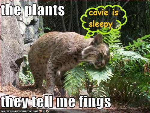 funny-pictures-cat-plants-listening1.jpg