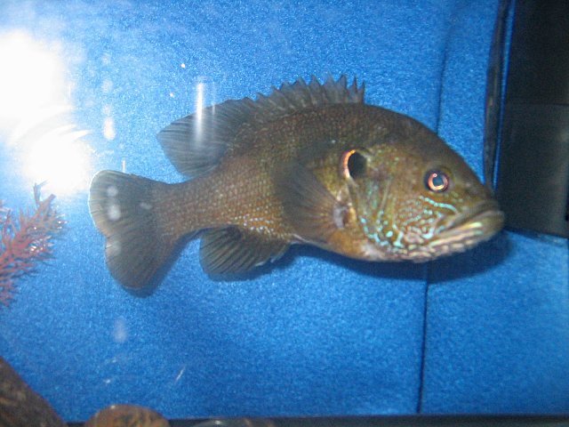 Green Sunfish 001.jpg