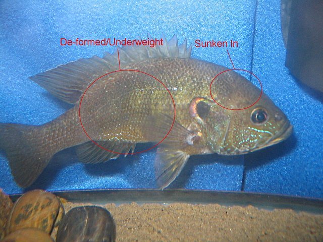 Green Sunfish 002.jpg