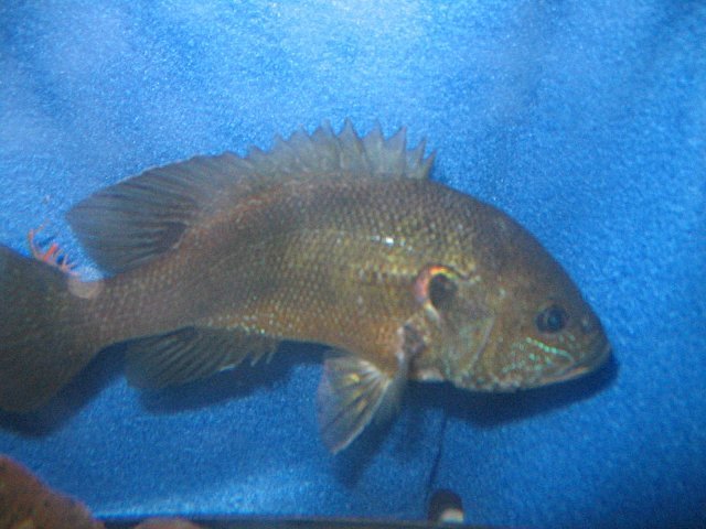 Green Sunfish 004.jpg