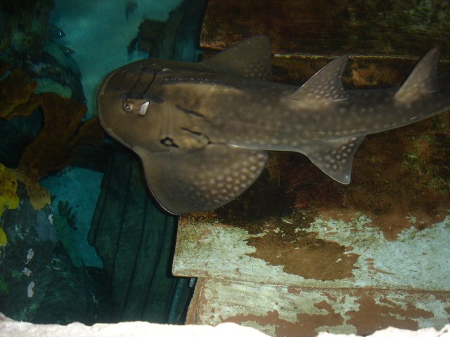gatlinburg winter 2010 047.JPG