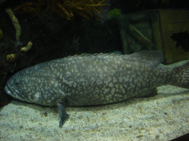 gatlinburg winter 2010 068.JPG