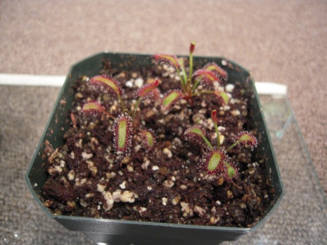 capensis.JPG capensis.JPG