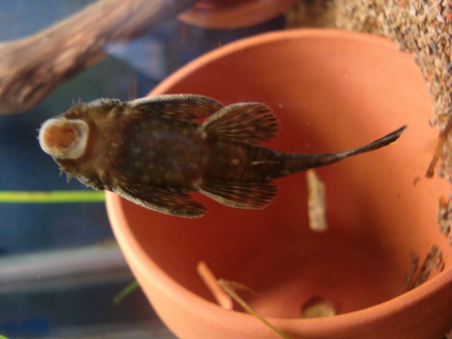 pleco 001.jpg