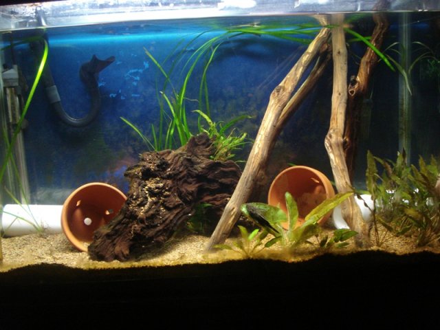 pleco 011.jpg
