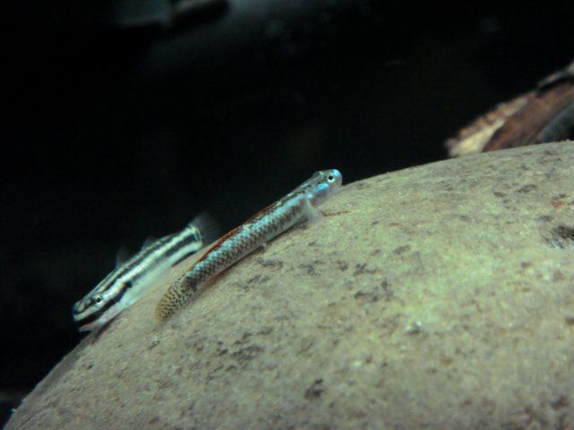 DSC03211.JPG