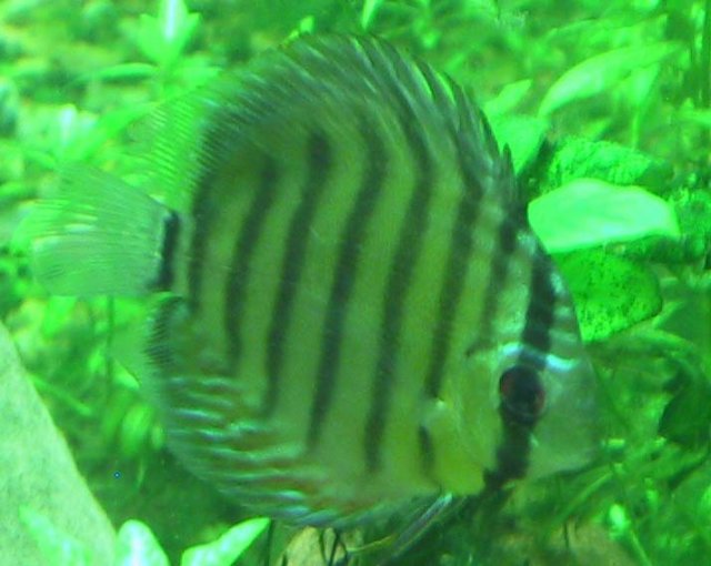 wild_discus.jpg