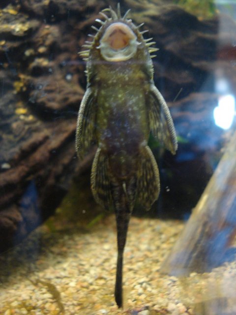 pleco 013.jpg