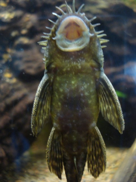 pleco 014.jpg