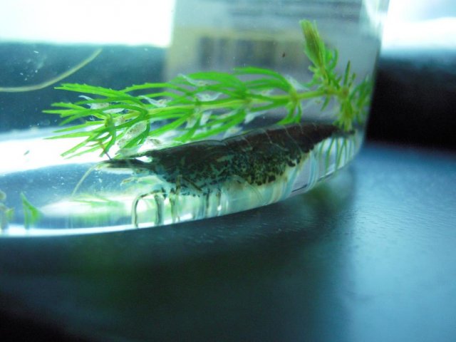 shrimp4.jpg