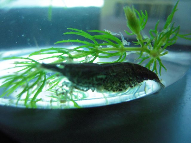 shrimp2.jpg