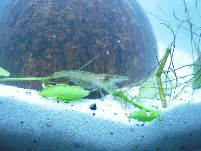shrimp1.jpg