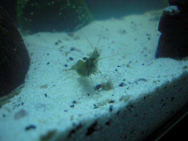 shrimp3.jpg