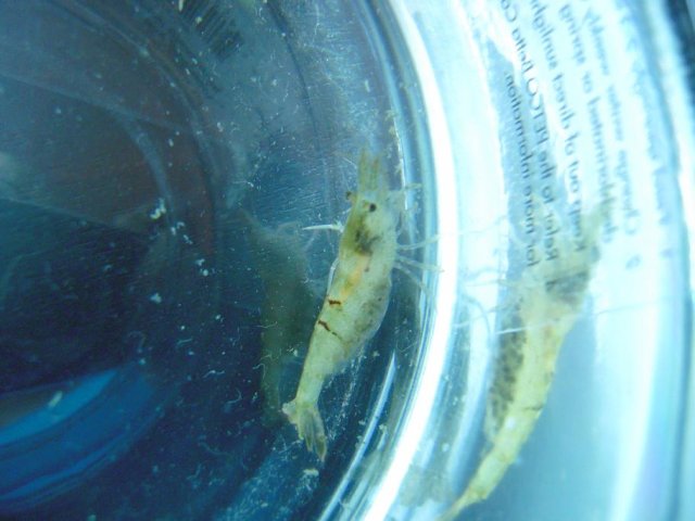 shrimp5.jpg
