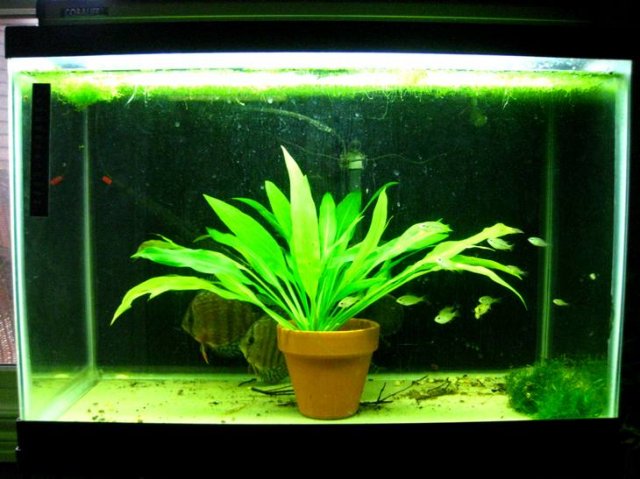 New Fish 1.jpg