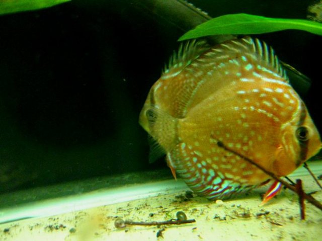 New Fish 2.jpg